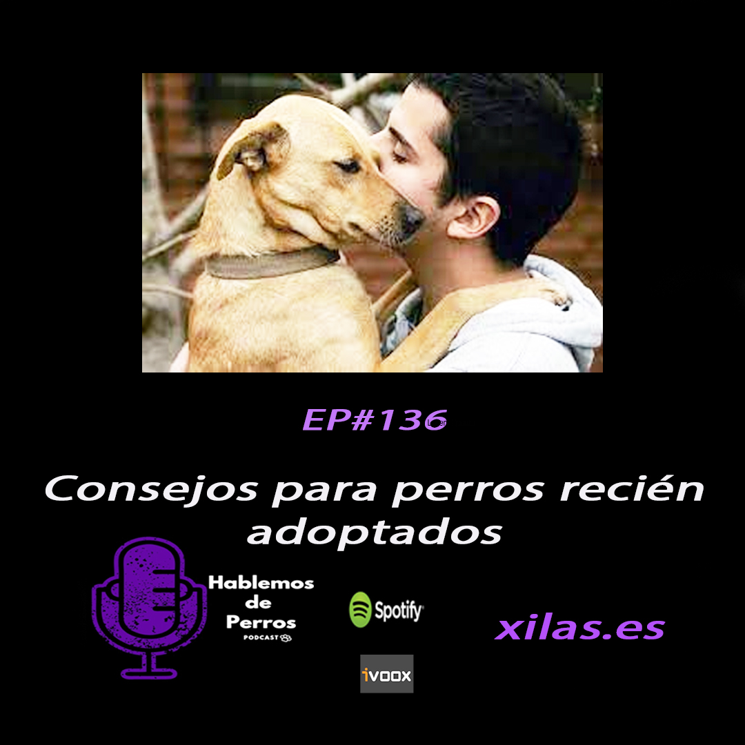 consejos para perros recién adoptados