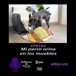 Hablemos de perros Hablemos de perros