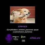 Hablemos de perros Hablemos de perros