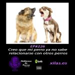Hablemos de perros