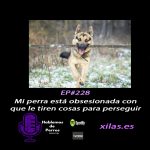 Hablemos de perros Hablemos de perros