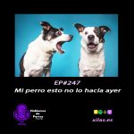 Hablemos de perros Hablemos de perros