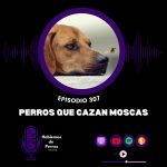 Hablemos de perros