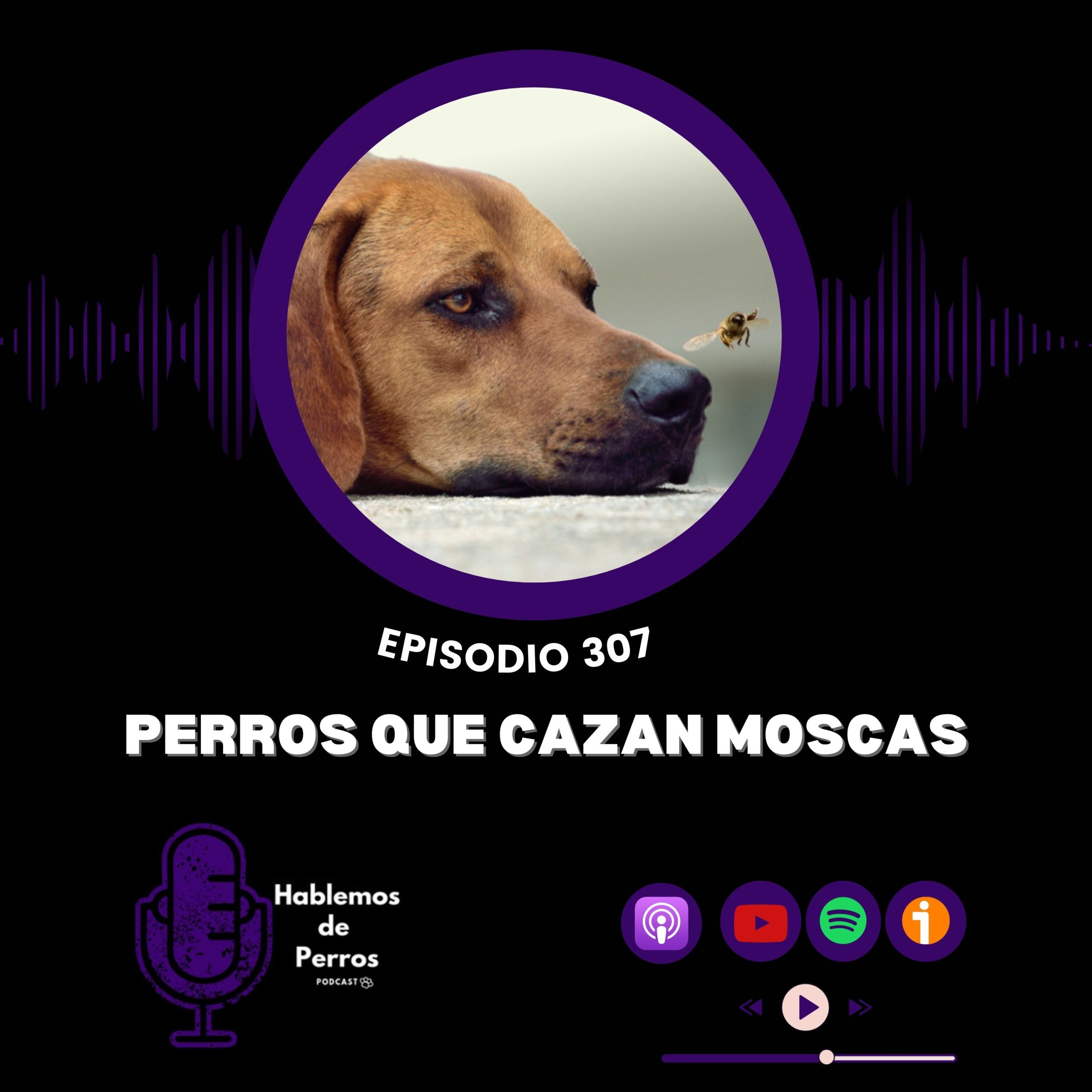 Episodio #307: Perros que cazan moscas