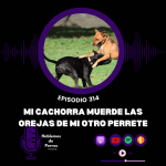 Hablemos de perros Hablemos de perros