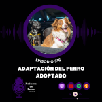 Hablemos de perros