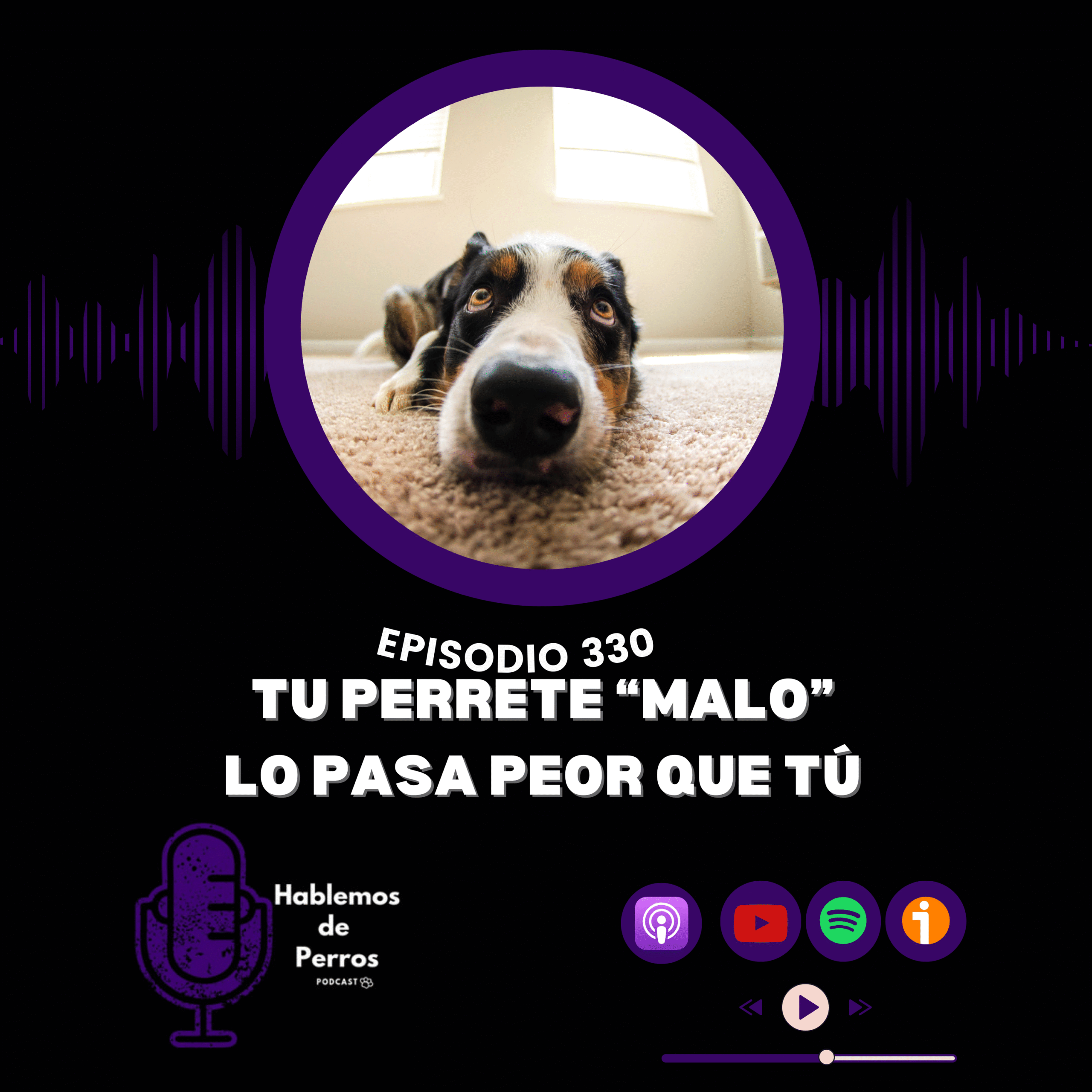 Episodio #330: Tu perrete «malo» sufre más que tú