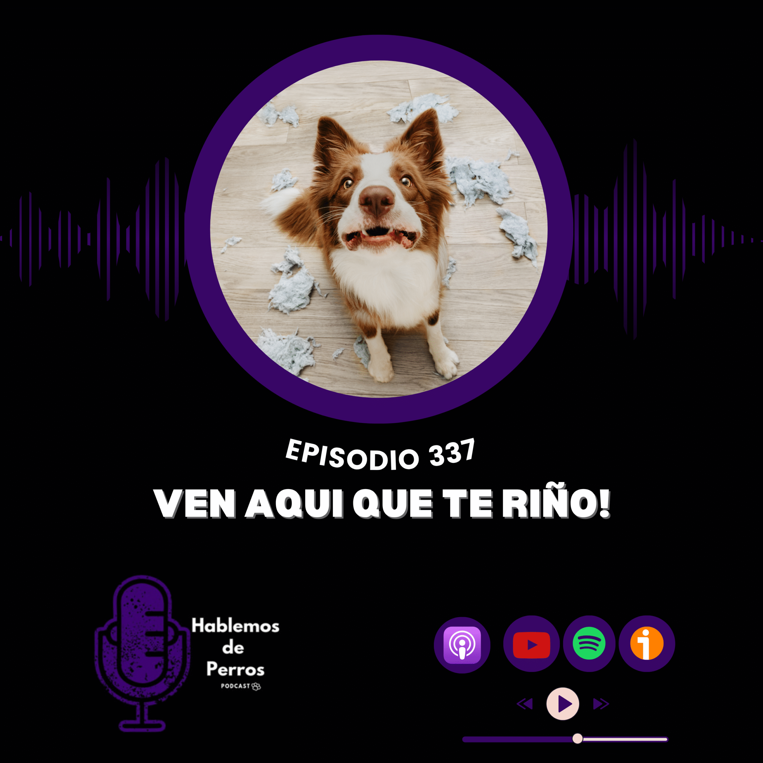 EP#337: Ven aquí que te riño