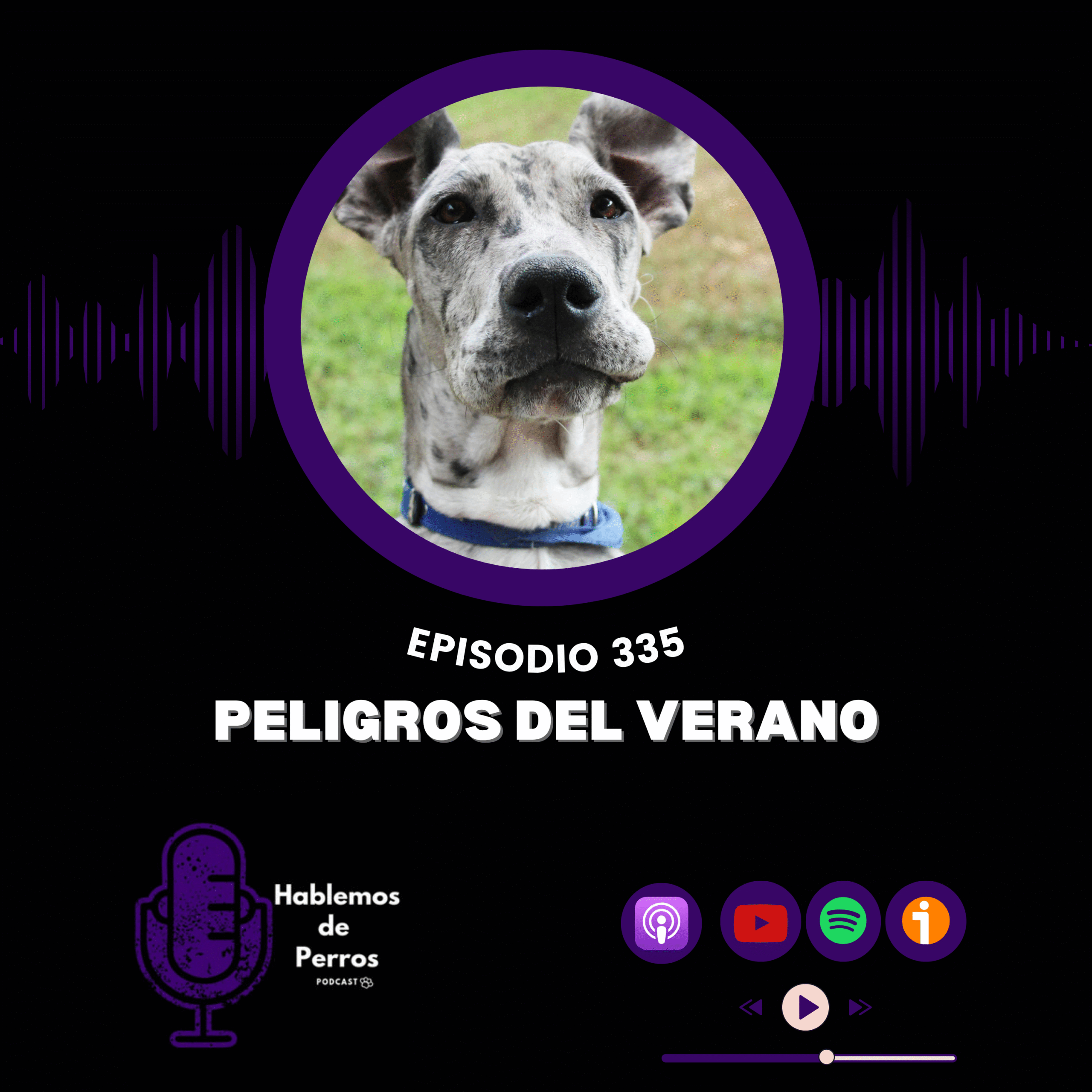 EP#335: Peligros del verano