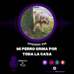 Hablemos de perros