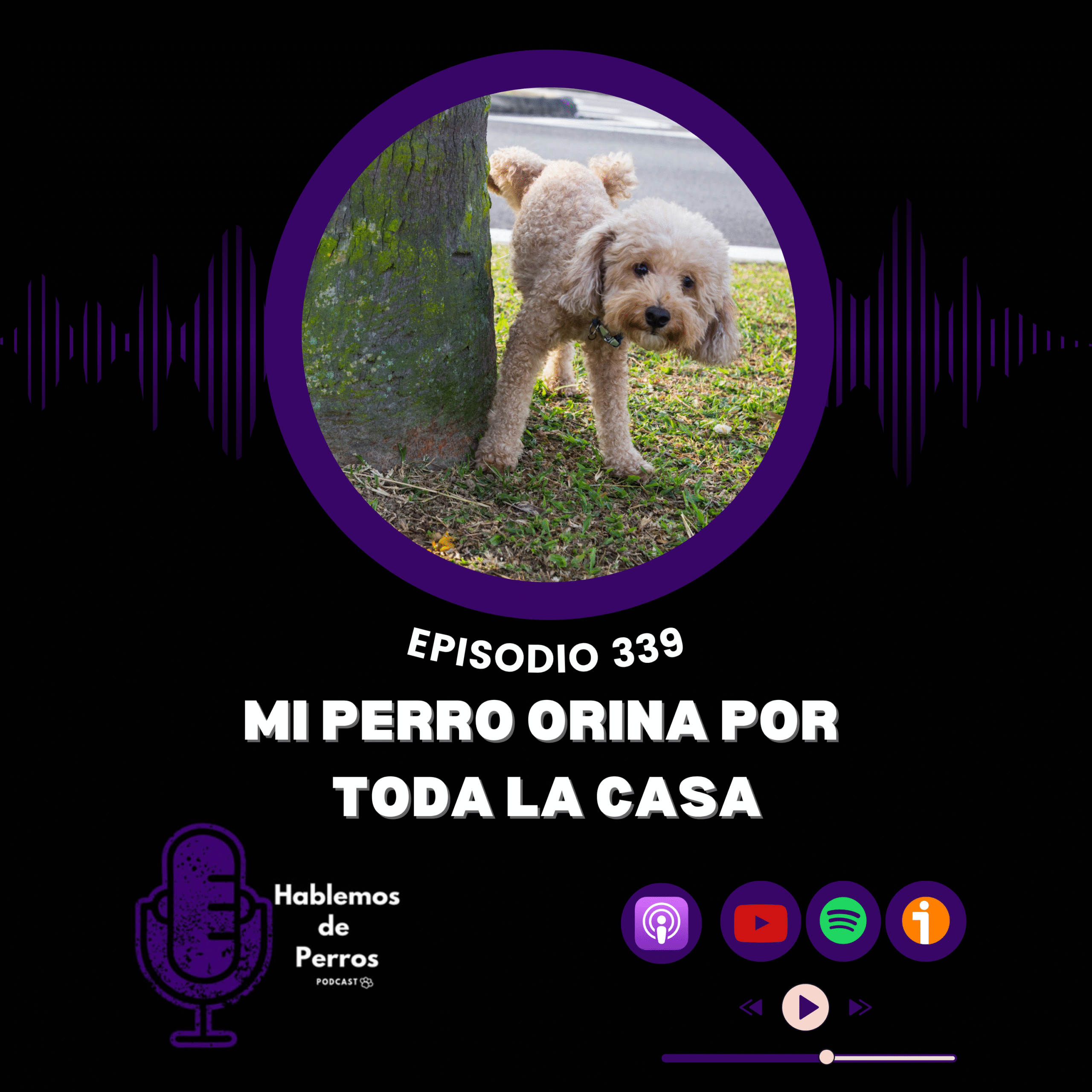 EP#339: Mi perro orina por toda la casa