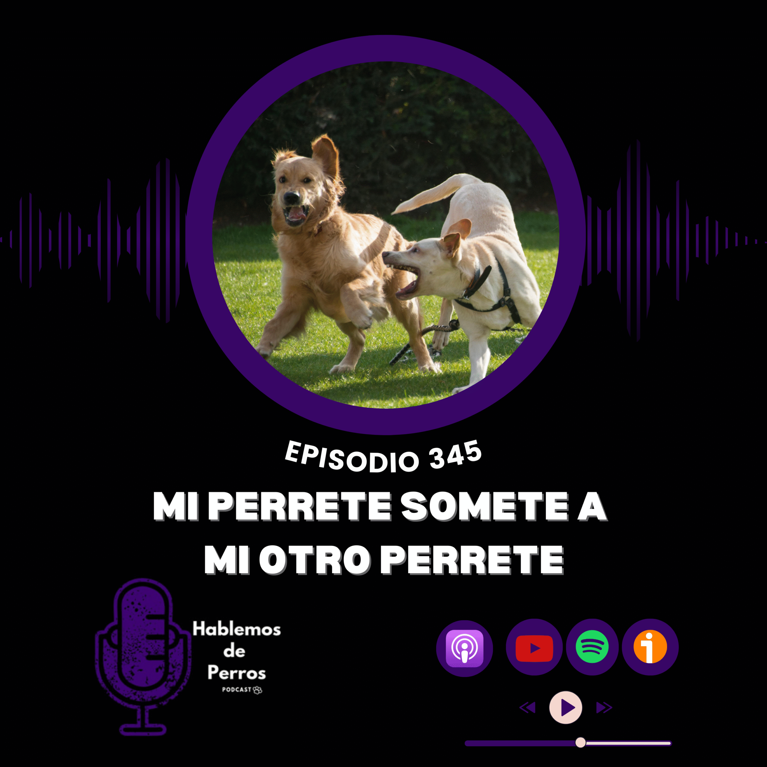 Ep#345: Mi perro somete a mi otro perro