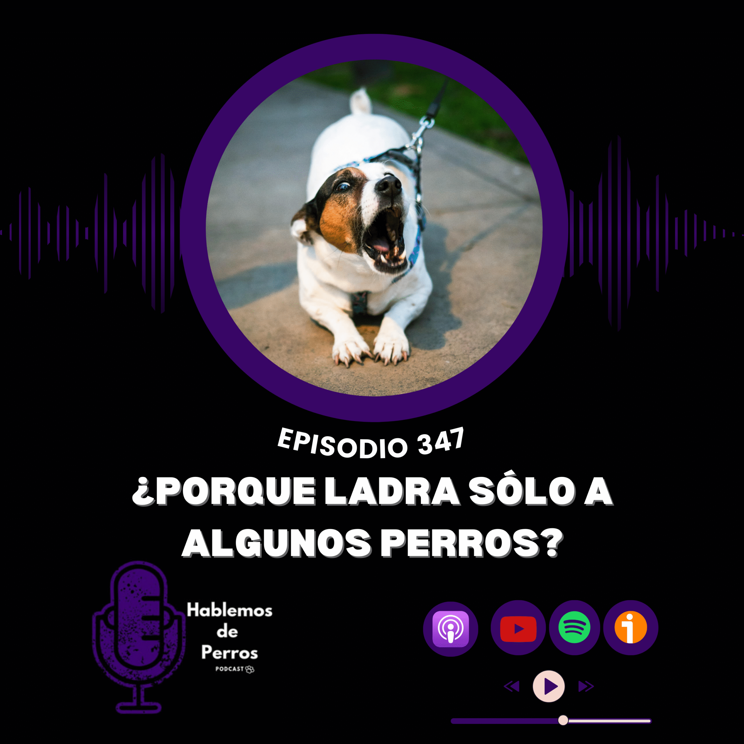 EP#347: Porqué ladra solo a algunos perros?