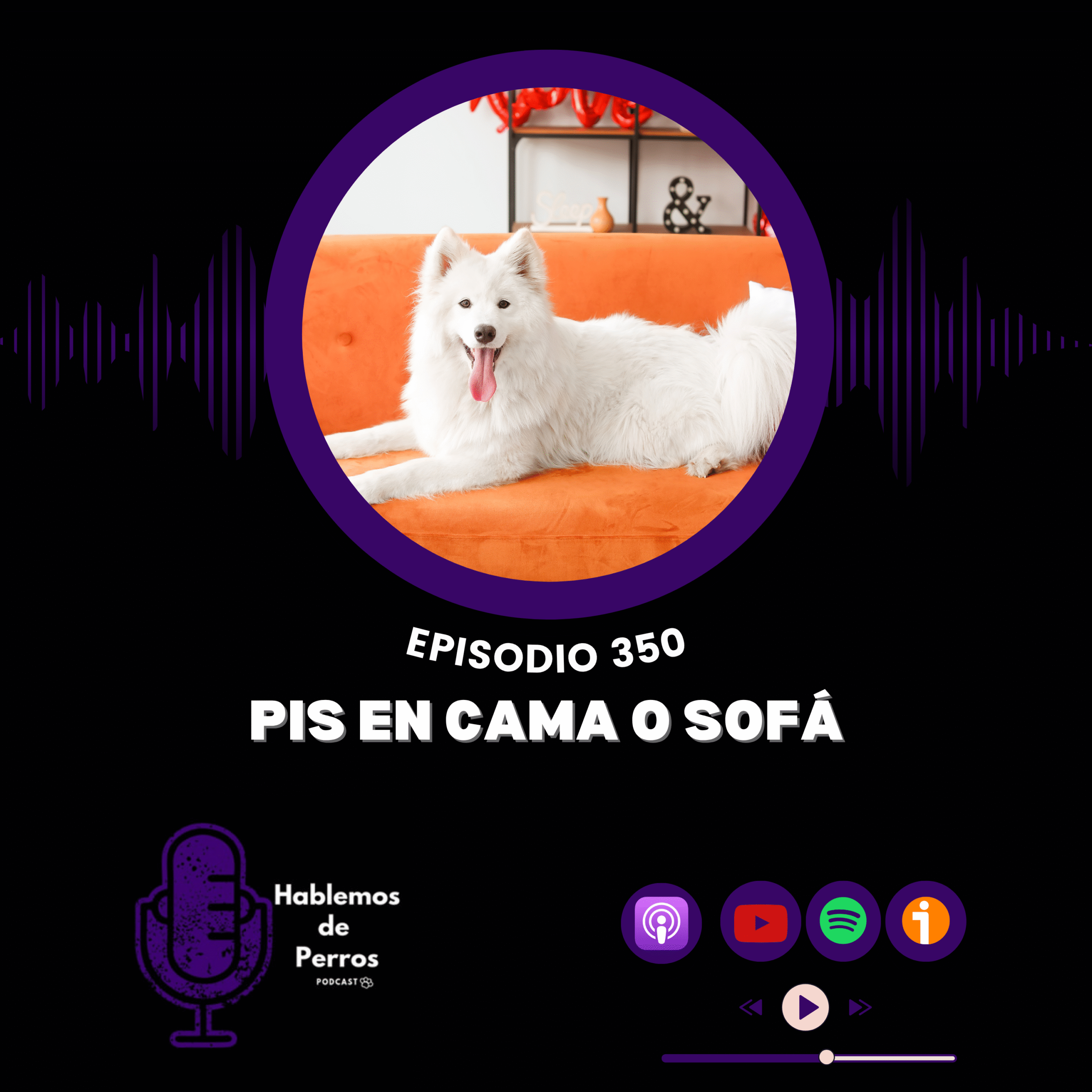 Episodio 350: Mi perro orina en sofá o cama